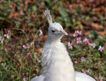 Close-up of a bird