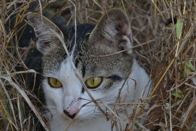 Close-up portrait of a cat on field