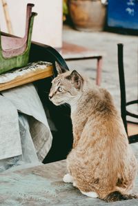 Close-up of a cat looking away