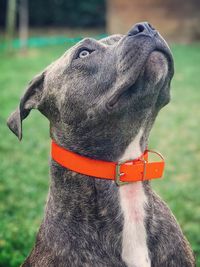 Close-up of a dog looking away