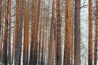 Close-up of pine tree