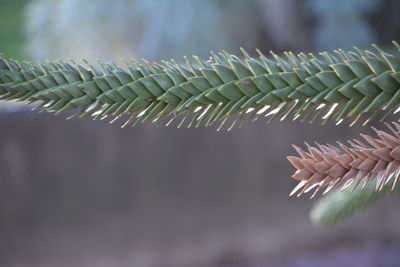 Close-up of pine tree leaves