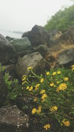 Yellow flowers blooming in park