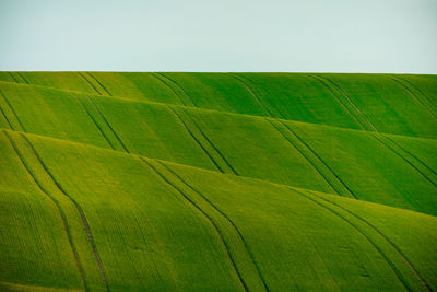 Low angle view of fresh green field against clear sky