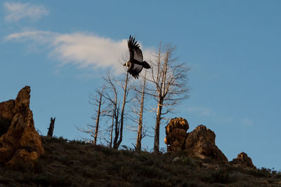 Low angle view of bird on rock against sky