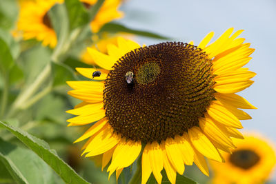 Close-up of bees on sunflower