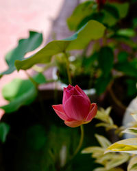 Close-up of pink rose flower