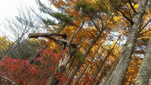 Low angle view of trees