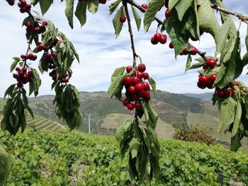 Red berries growing on tree