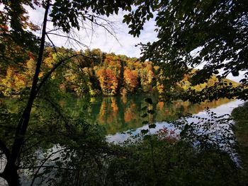 Trees by lake in forest against sky