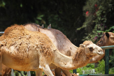 Close-up of camel