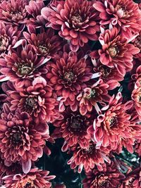 Close-up of pink dahlia flowers