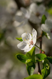 Close-up of white flowering plant