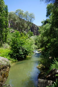 River amidst trees in forest against sky