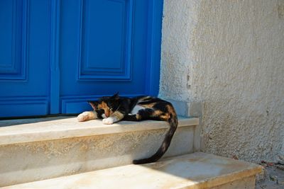 Cat lying on wall