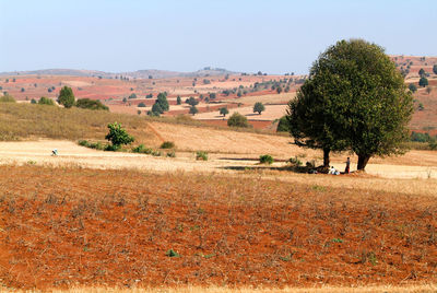 Trees on field against clear sky