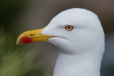 Close-up of seagull