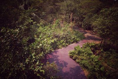 Walkway amidst trees