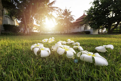 Close-up of white flowering plants on field