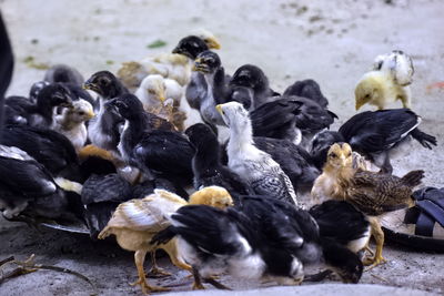 Closeup view of cute little chicks eating food on the ground