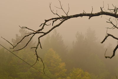 Bare trees against sky
