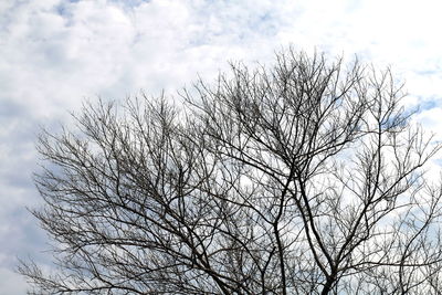 Low angle view of bare tree against sky