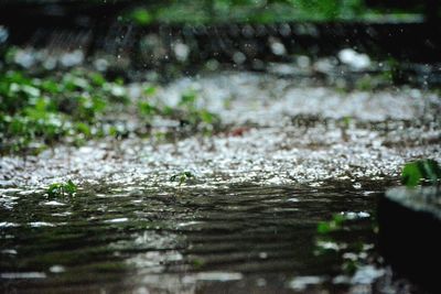 Close-up of wet plants in rainy season