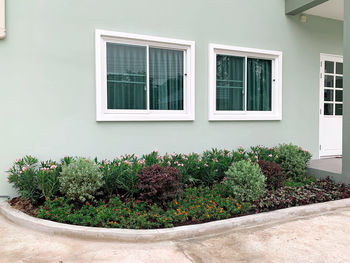 Potted plants on window of building