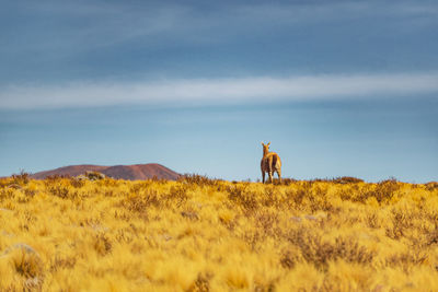 Horse grazing on field against sky