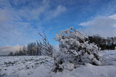 Snow covered plants on field against sky