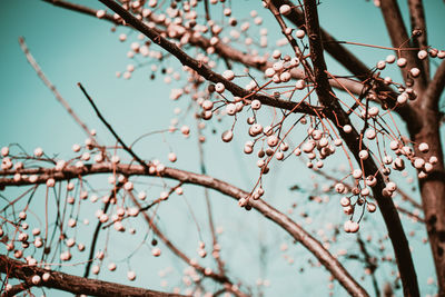 Low angle view of cherry blossom against sky