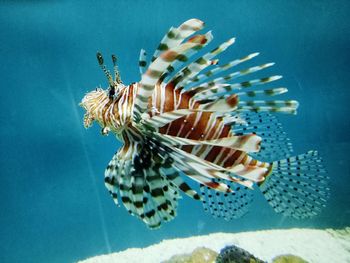 Close-up of fish swimming in sea