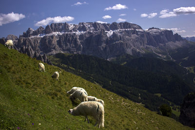 Sheep on a field in dolomites mountains 