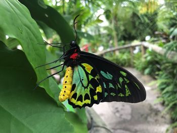 Close-up of butterfly pollinating on leaf