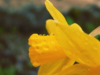 Close-up of yellow flower