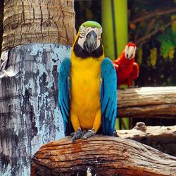 Close-up of parrot perching on wood