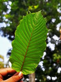 Close-up of hand holding leaf