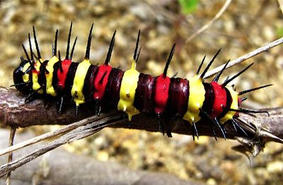 Close-up of insect