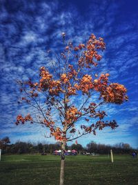 Tree on field against sky during autumn