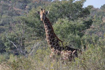 Side view of an animal