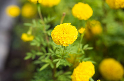 Close-up of yellow flowering plant