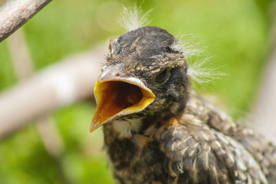 Close-up of a bird