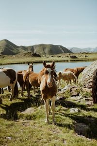 Horses in a field