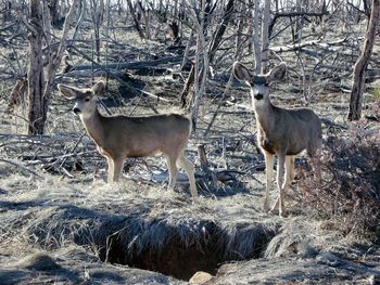 Deer standing on field