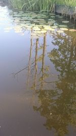 Reflection of trees in water