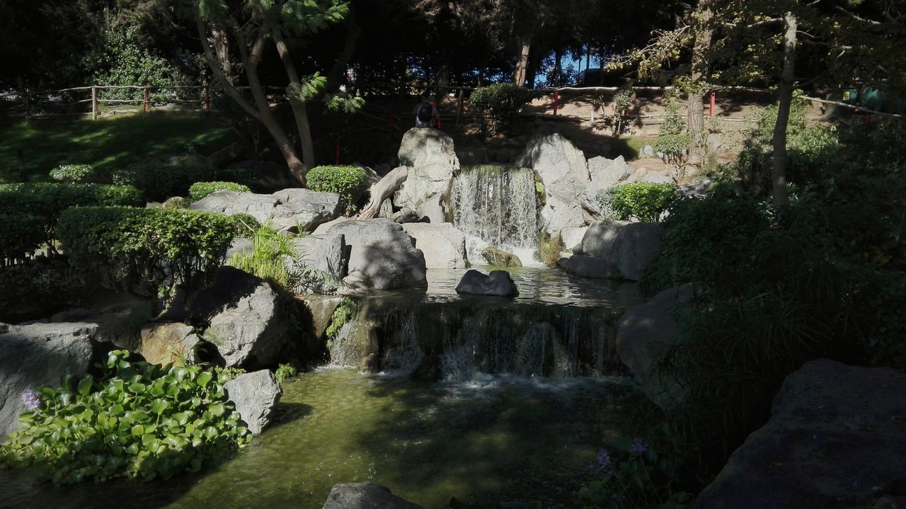 VIEW OF TREES IN A PARK