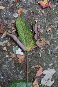 High angle view of leaves on field