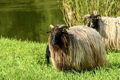 Sheep on grassy field