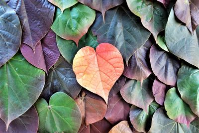 Full frame shot of leaves