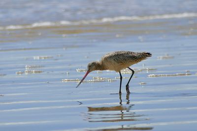 Close-up of bird in lake